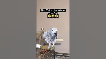 Bird Lies 🤣 #bird #animals #pets #funny #funnyanimals #fyp #youtubeshorts #cute #talkingbird #lol