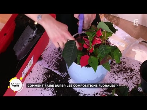 Vidéo: Soucis courts - un excellent matériau pour les compositions florales