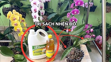 Chỉ Dầu Ăn Và Nước Rửa Chén Trị Sạch Nhện Đỏ Trên Lan Hồ Điệp