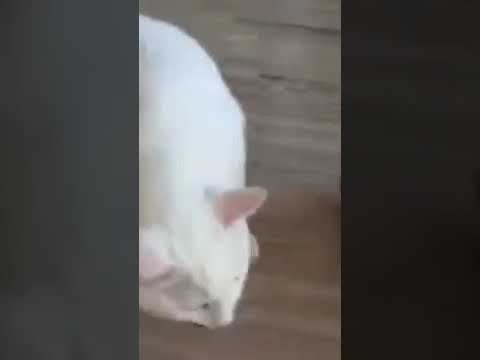 caring cat# funny cat clip