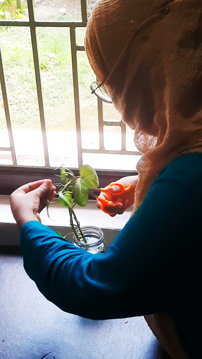 'Money Plant Vibes on my Desk🪴💚'  ASMR....#plants #greenery #nature