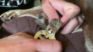 Nail trim - part 2