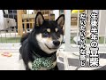 生後半年を迎えた豆柴とらのいろんな部分を撮ってみました