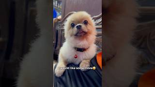 Download Lagu er excuse me I need some attention #dogshorts #pomeranian #colachobe #cutedog MP3