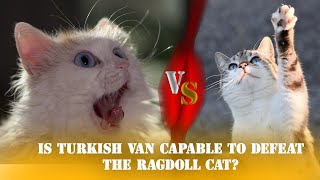 IS TURKISH VAN CAPABLE TO DEFEAT THE RAGDOLL CAT? DEADLY GIANT RAGDOLL CAT by Animal Beast 119 views 2 months ago 4 minutes, 29 seconds