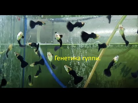 Видео: Селекция и генетика для рыб-ангелов