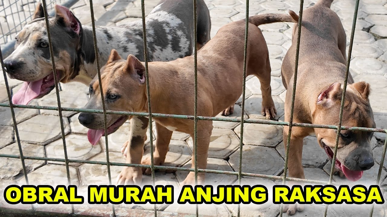 Harga Obral Murah Anjing Raksasa American Bully XXL & Boerboel - Jambi Superbulls