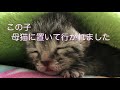 親猫においていかれた赤ちゃん猫を保護しました。