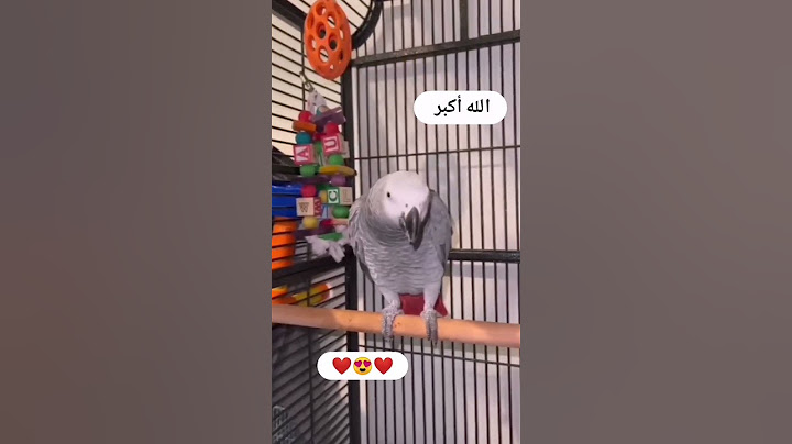 ببغاء يتكلم (الله اكبر) #shortvideo #ببغاء
