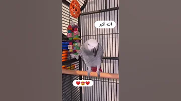 ببغاء يتكلم الله اكبر Shortvideo ببغاء 