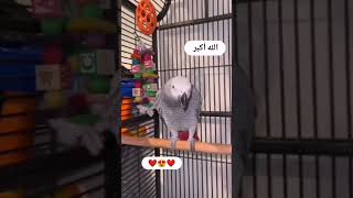 ببغاء يتكلم (الله اكبر) #shortvideo #ببغاء screenshot 2
