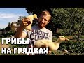 Грибы на грядках.Подросшее хозяйство