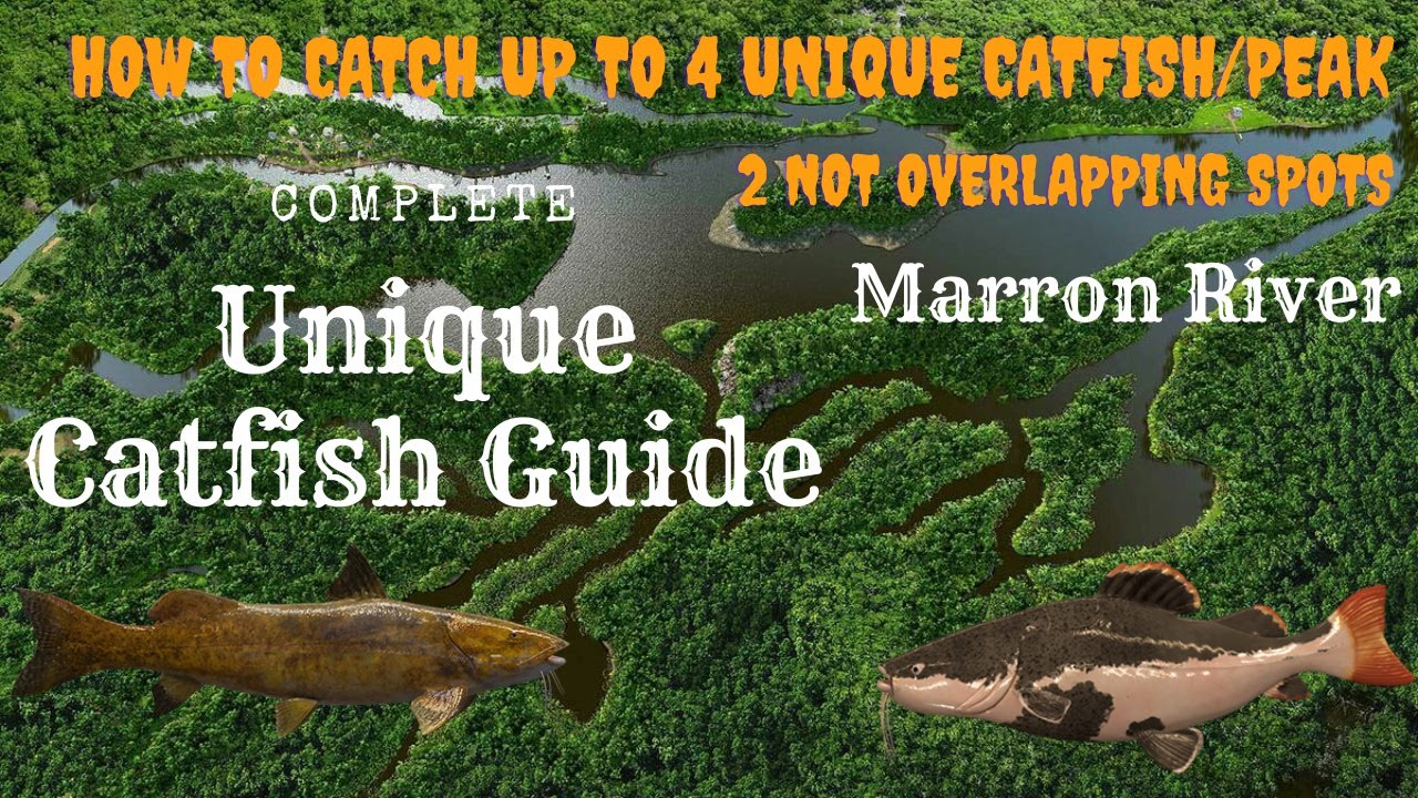 Complete Unique Redtail and Gilded Catfish Guide | Marron River | Fishing Planet