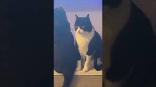Cat Has Its Eyes Locked Onto Something as Another Watches TV