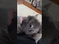 Frenchie Every Day 10 #frenchbulldog #frankiethedog #cutedogs #frenchie #bulldog #funnypets #puppy