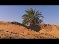 زراعة الصحراء في الإمارات