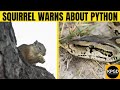 Squirrel warns about python  kruger park game drives