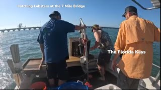 Ain't As Easy As You Think! Catching Florida Lobsters