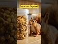 I bet you can't guess the end. Smartest Squirrel. #AI #OfficeStories