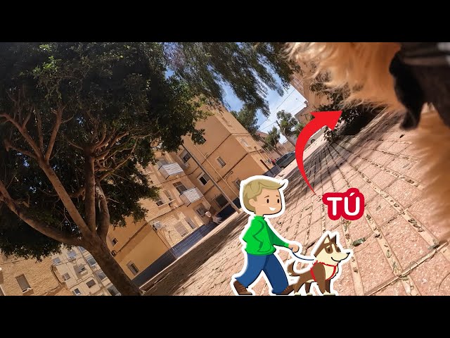 ASMR en Español 🐶 RP ❤️ Eres un perro y te paseo 🐕🚶