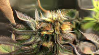 TREEZ WIZ FLOWER GARDEN LOOK...PEACE! - 21+ ONLY PLEASE