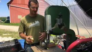 Processing cured Garlic with... A Band Saw? Time saver!