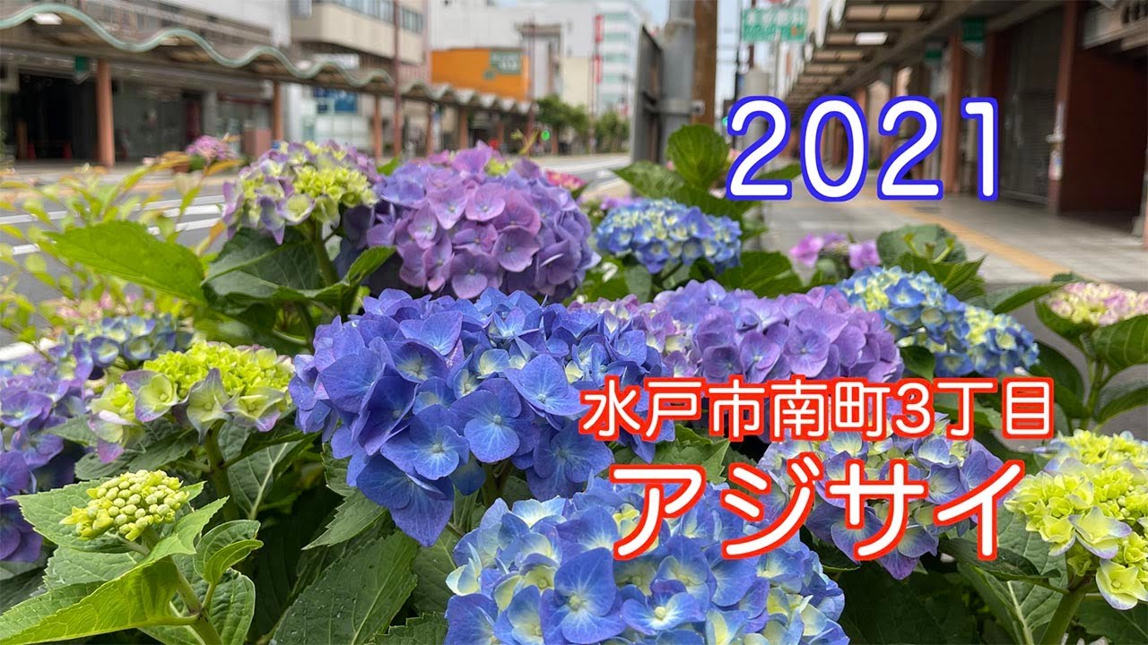 21 6 5 6撮影 見頃です 水戸市南町のアジサイ 4k Youtube