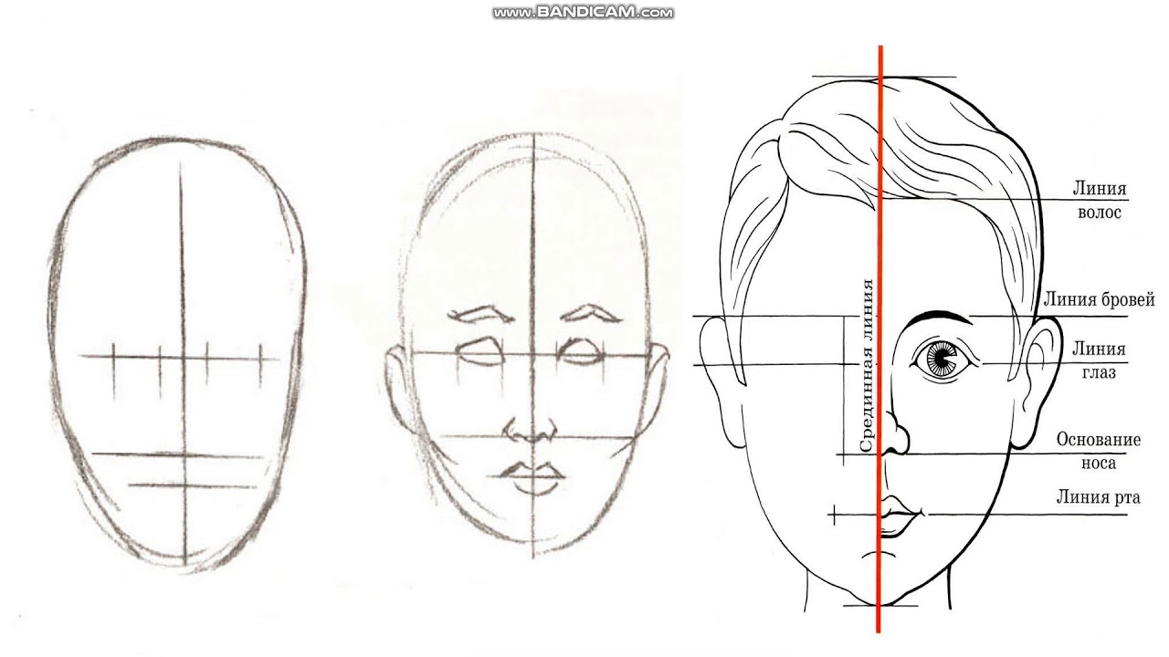 Портрет человека 3 класс изо. Человеческое лицо рисунок. Уроки рисования лица. Рисование портрета. Схема рисования лица.