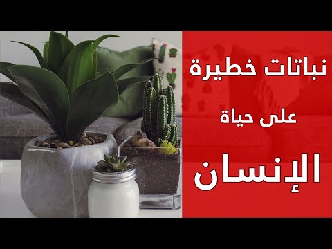 فيديو: النباتات خطرة على الإنسان والحيوان