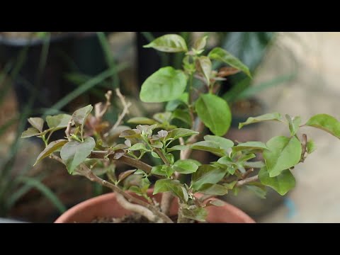 三角梅上盆后没适应新盆土？拯救谨记这3招，根，芽蹭蹭长！