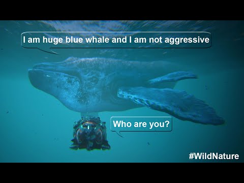 Видео: ATLAS 2021. Охота на гигантского синего кита