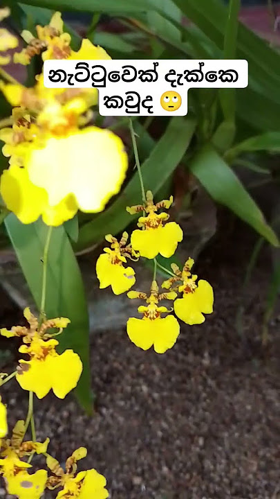 මේ මල දැකල තියෙන අය කෝ #සොබා දහම නම් මාරයි #very beautiful nature flower in Sri lanka #viralahort