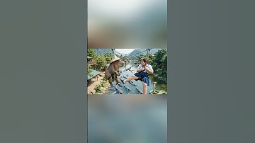 Capybara thi đu dây zipline với bống béo và cái kết #ai #veo3 #trending #funny #capybara #shorts
