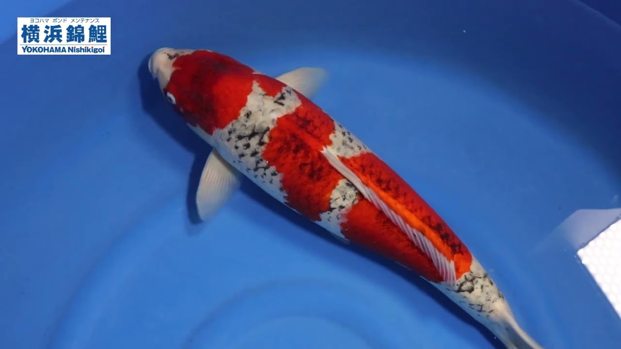横浜錦鯉】五色(埼玉県・鯉の見沼産)67㎝ - YouTube