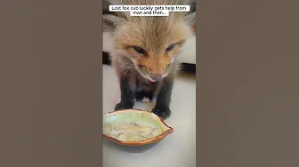 Lost fox cub luckily gets help from man and then #fox #babyfox #shorts thumbnail
