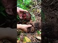 #foot#potato #plants #technology #farming #agriculture #amazingfacts #ytshorts #video