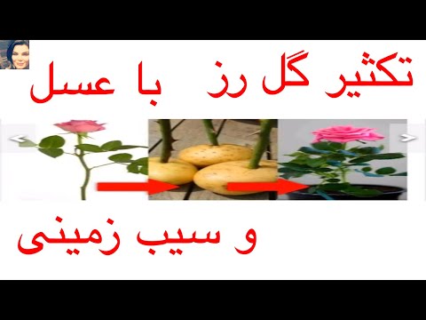 تکثیر گل رز چیده شده با سیب زمینی و عسل