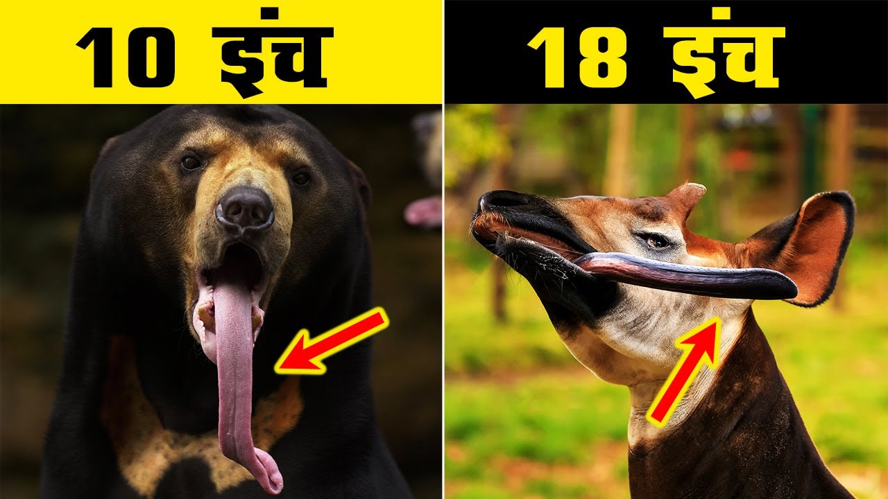 दुनिया के सबसे लंबे जीभ वाले जानवर - longest tongue animal - YouTube