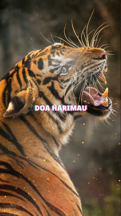 DOA DAHSYAT‼️ DOA HARIMAU