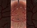 What Really Happens to Your Skin When You Get a Tattoo? 🖋️ | 3D Anatomy Explained