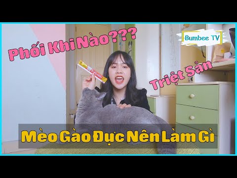 Video Cách Trấn An Mèo Vào Thời Kì Gào Đực Hiệu Quả - youtube
