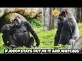 Ringo goes after Tayari — D'jeeco watches with a grin 😅林戈挑戰塔莉，迪亞哥在旁邊看得想笑