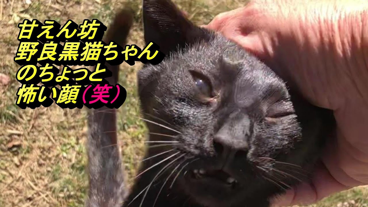 甘えん坊野良黒猫ちゃん（女の子）のちょっと怖い顔（笑）pampered