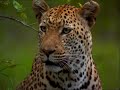  wildlife  afrique  lopard  tjololo un lopard dans la nuit