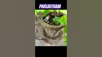 HOW TO GROW HARSINGAR PLANT PARIJAT PLANT EASILY IN POT#Parijatham #Harsingar #rohinilifestyle