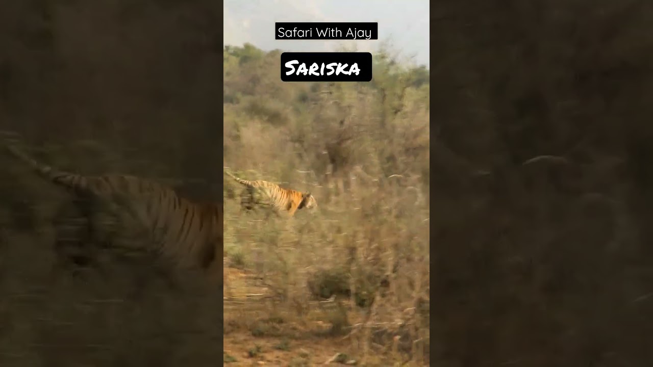 Tigress run after the dog for hunting Sariska Tiger Reserve. 