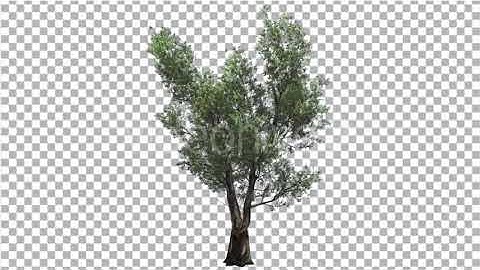 Red Gum Doubled Trunk Tree Green Leaves Tree | Motion Graphics - Envato elements