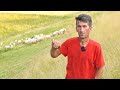 Poznati pastir ostavlja ovce i odlazi iz BiH (VIDEO)
