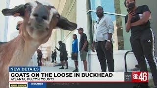 Strangers rally together to help round up a herd on the loose in Buckhead