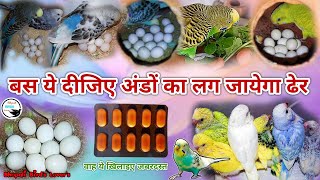 अब लग जायेगा अंडों का ढेर// बस देना होगा ये एक फॉर्मूला #birds #breeding #bhopalibirdslovers